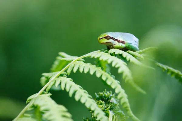 Rana verde en rama — Foto de Stock