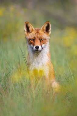 yeşil çayır tilki