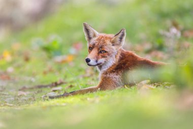 yeşil çayır tilki