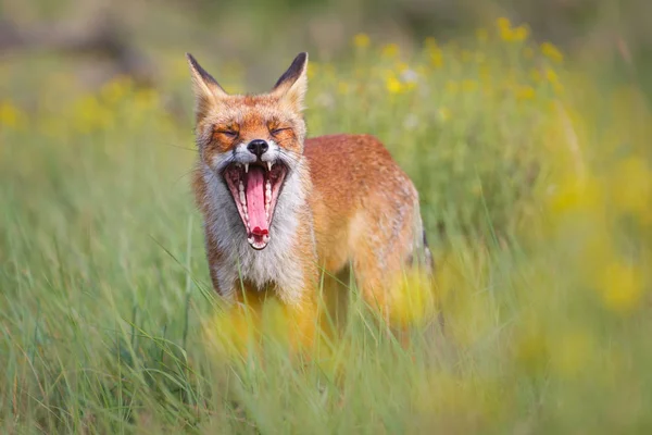 Fox in green meadow — Stock Photo, Image