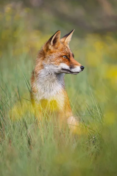 Zorro en pradera verde — Foto de Stock