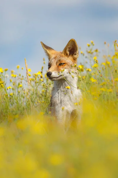 Fuchs auf der grünen Wiese — Stockfoto
