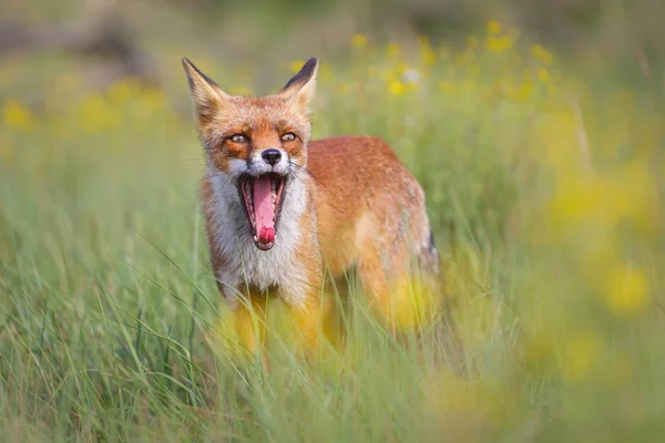 Räv i grön äng — Stockfoto