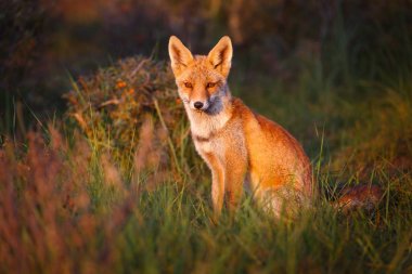 Vahşi fox çimenlerin üzerinde oturan