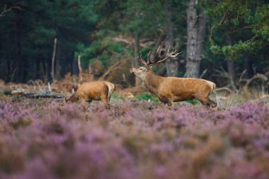 Ormandaki yaşlı ve genç geyik