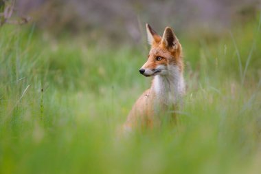 Yeşil çimenlerin üzerinde tilki