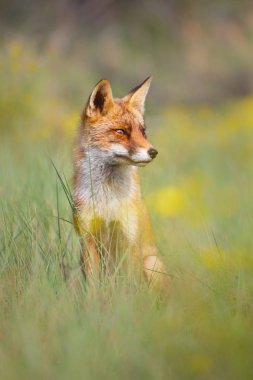 Yeşil çimenlerin üzerinde oturan Fox 