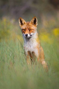 Yeşil çimenlerin üzerinde oturan Fox 