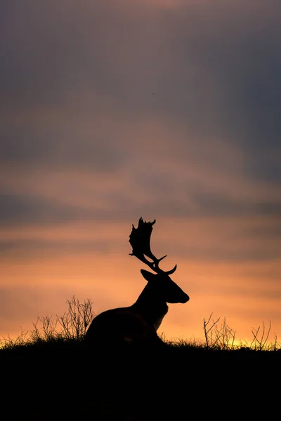 Deer silhouette at sunset — Stock Photo, Image