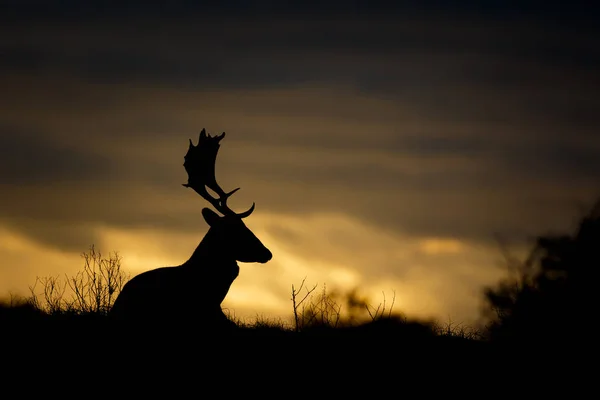 Deer silhouette at sunset — Stock Photo, Image