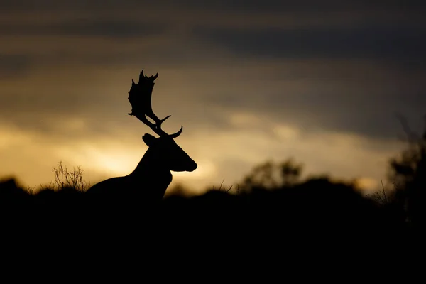 Deer silhouette at sunset — Stock Photo, Image