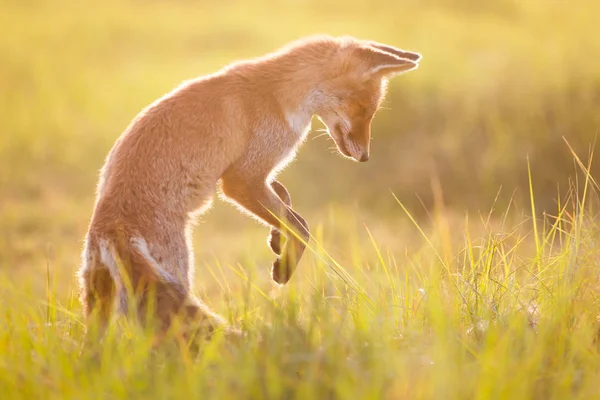 Fox de pie sobre las patas traseras — Foto de Stock