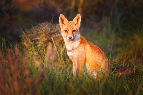 Дика лисиця сидить на траві — стокове фото