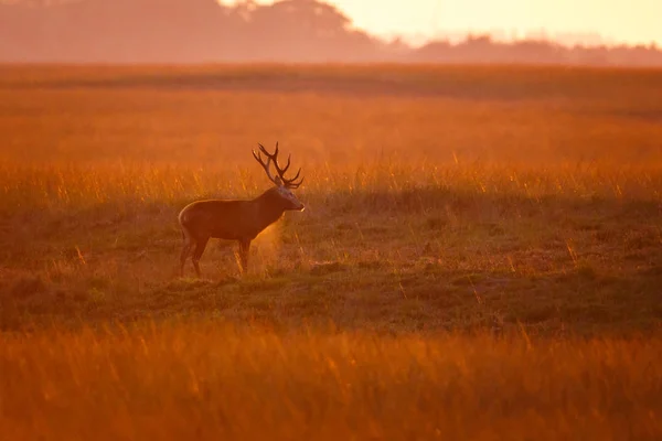 Adult deer on field — Stock Photo, Image
