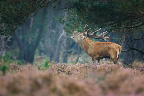 Ciervos aullando en el bosque — Foto de Stock