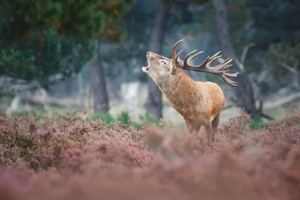 Deer howling in forest — Stock Photo, Image