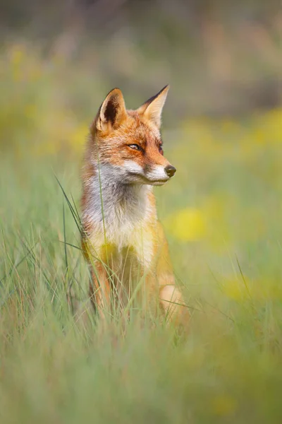 Fox, siedzą na zielonej trawie — Zdjęcie stockowe