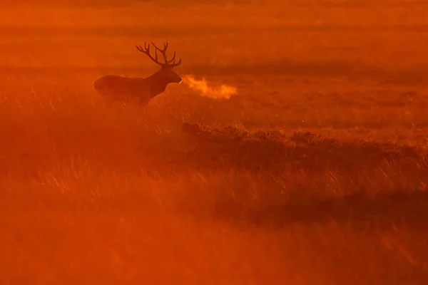 Volwassen deer op veld — Stockfoto