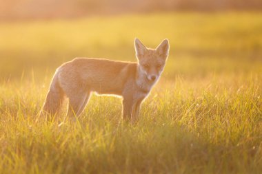 güzel ışık kırmızı vahşi fox