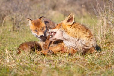Kızıl Tilki fixen yavrusu doğal ortamlarında ile