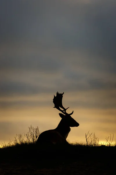 Jachère Sauvage Dans Une Belle Lumière — Photo