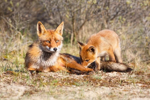 Red Fox Fixen Cub Naturalnym Środowisku — Zdjęcie stockowe