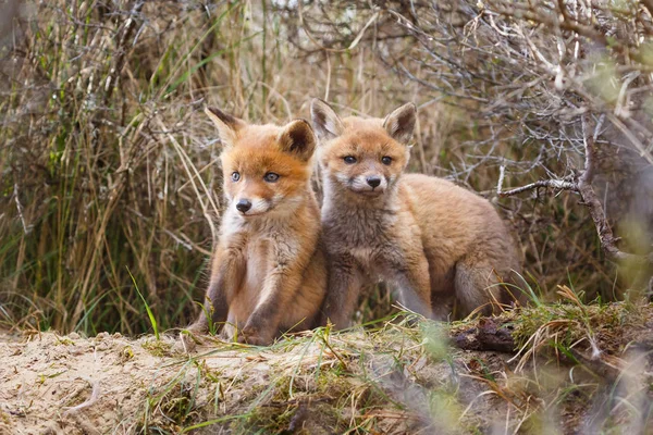 Cuccioli Volpe Rossa Habitat Naturale — Foto Stock