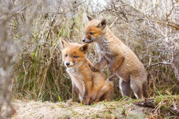 Κόκκινη Αλεπού Cubs Στο Φυσικό Περιβάλλον — Φωτογραφία Αρχείου