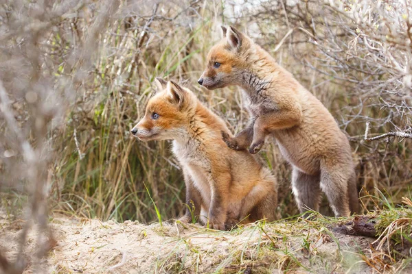 Renard Roux Dans Habitat Naturel — Photo