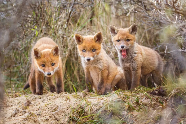 自然の生息地で赤狐カブス — ストック写真
