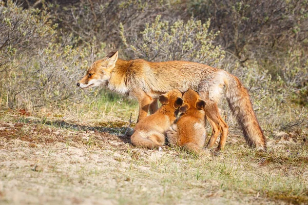 Red Fox Fixen Bij Cubs Natuurlijke Habitat — Stockfoto