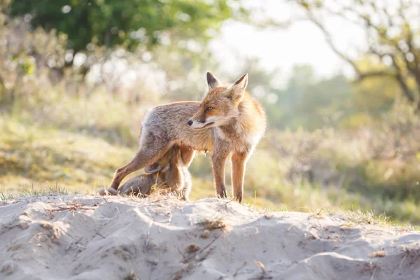 Red Fox Leda Med Unge Naturliga Livsmiljö — Stockfoto