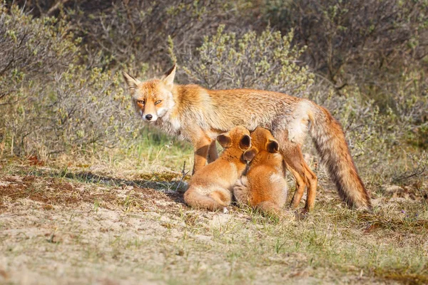 Raposa Vermelha Fixa Com Filhotes Habitat Natural — Fotografia de Stock