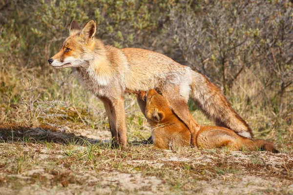 Zorro Rojo Fixen Con Cachorro Hábitat Natural — Foto de Stock