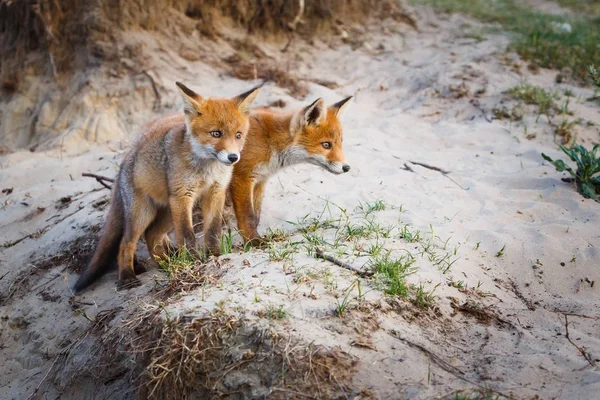 Red Fox Fixen Met Cub Natuurlijke Habitat — Stockfoto