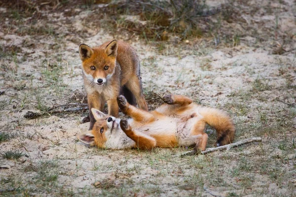 Renard Roux Fixen Avec Ourson Dans Habitat Naturel — Photo