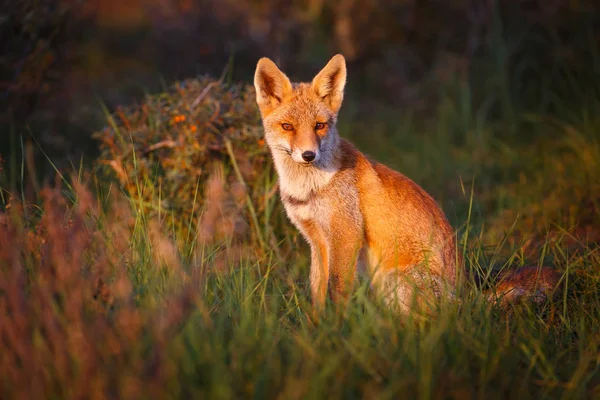 Rood Wild Fox Prachtig Licht — Stockfoto