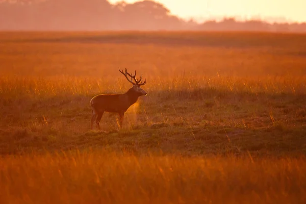 Wild Fallow Deer Beautiful Light — Stock Photo, Image