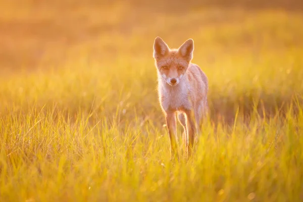 Czerwony Dziki Fox Pięknym Światłem — Zdjęcie stockowe