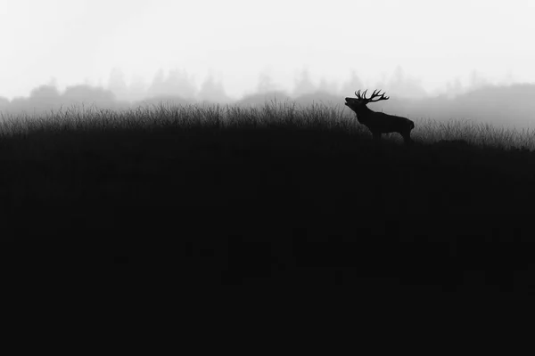 fallow deer during the rutting season, black and white photo