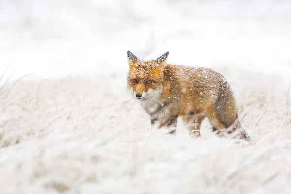 Red Cute Fluffy Fox Snow — Stock Photo, Image