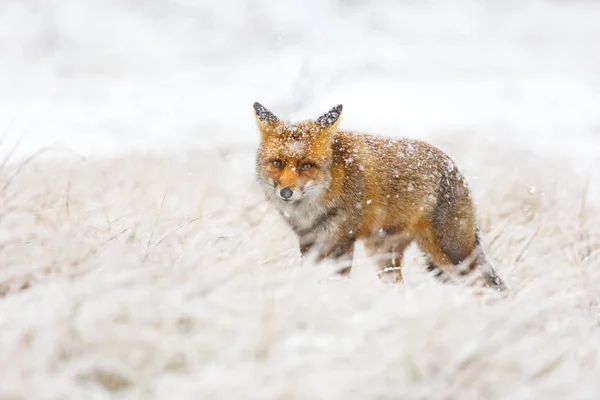 Rosso Carino Volpe Soffice Nella Neve — Foto Stock