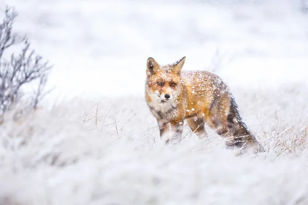 红色逗人喜爱的蓬松的狐狸在雪 — 图库照片