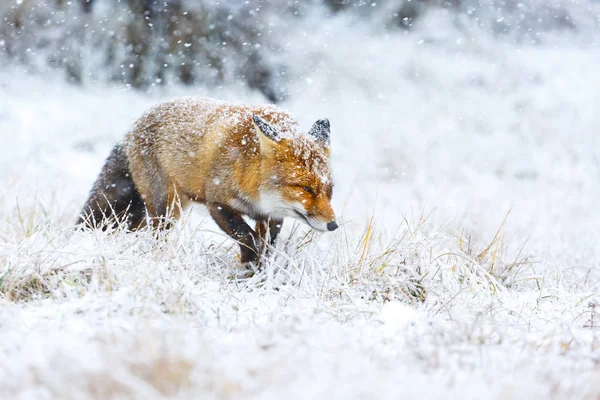 Roter Süßer Flauschiger Fuchs Schnee — Stockfoto