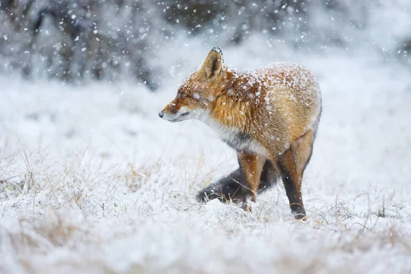 雪の中で赤のかわいいふわふわキツネ — ストック写真