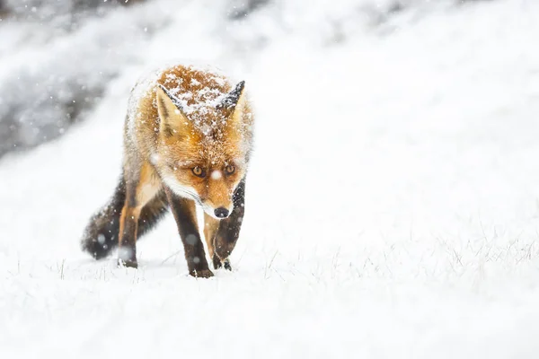 雪の中で赤のかわいいふわふわキツネ — ストック写真