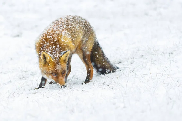red cute fluffy fox in the snow