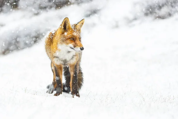 Czerwony Cute Puszysty Fox Śniegu — Zdjęcie stockowe