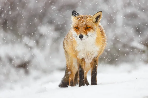 red cute fluffy fox in the snow
