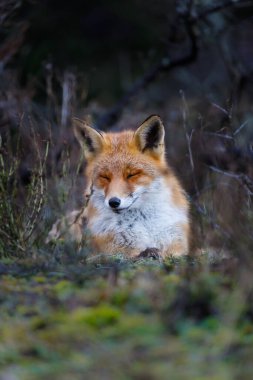 Vahşi kızıl tilki 